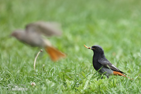 Žľtochvost domový (Phoenicurus ochruros)