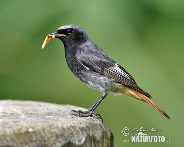 Žľtochvost domový (Phoenicurus ochruros)