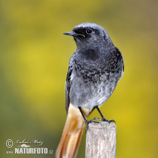 Žľtochvost domový (Phoenicurus ochruros)