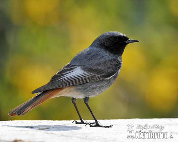 Žľtochvost domový (Phoenicurus ochruros)