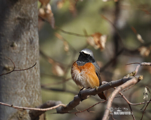 žľtochvost hôrny (Phoenicurus phoenicurus)