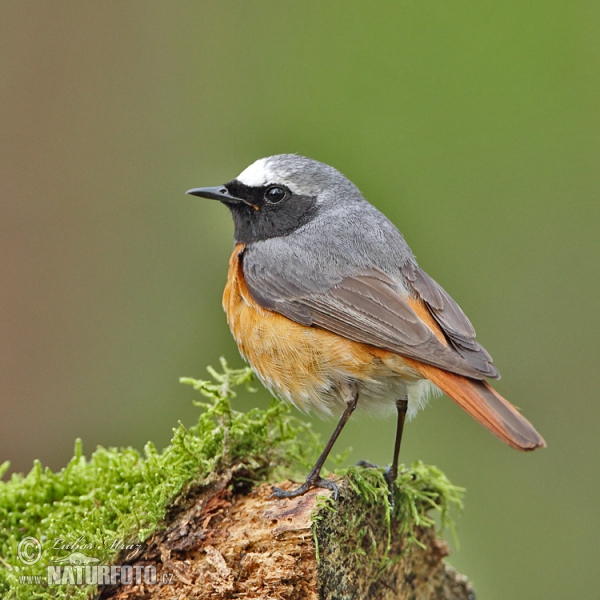 žľtochvost hôrny (Phoenicurus phoenicurus)