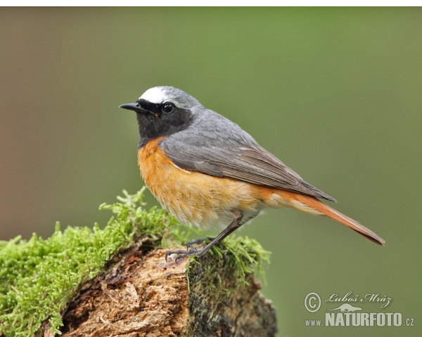 žľtochvost hôrny (Phoenicurus phoenicurus)