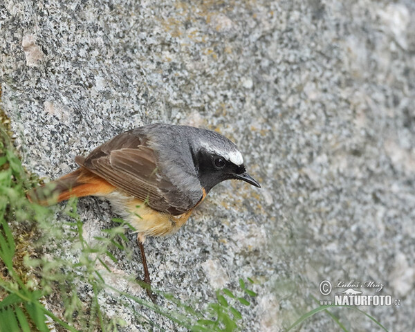 žľtochvost hôrny (Phoenicurus phoenicurus)