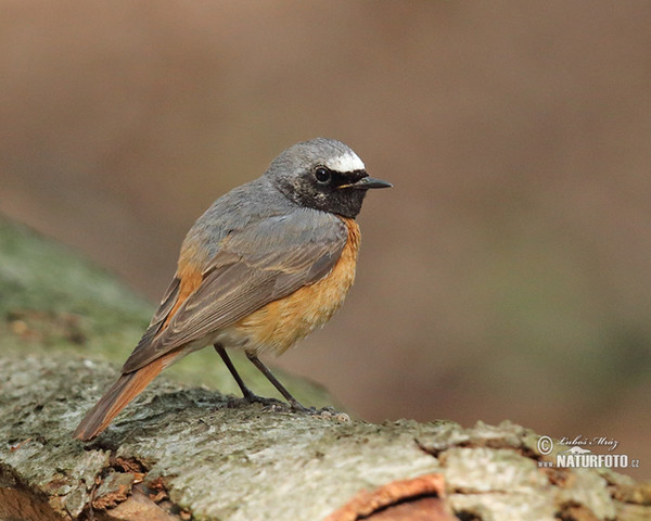 žľtochvost hôrny (Phoenicurus phoenicurus)