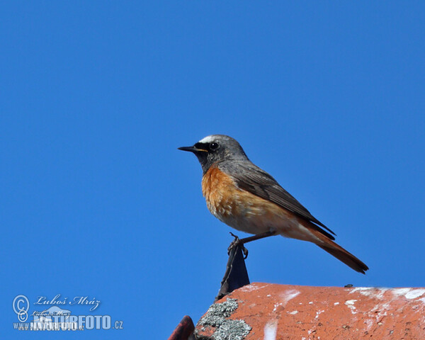 žľtochvost hôrny (Phoenicurus phoenicurus)
