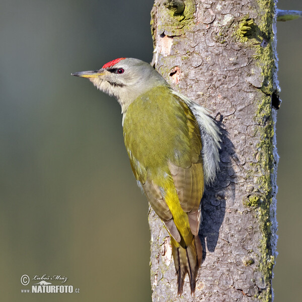 Žluna šedá (Picus canus)