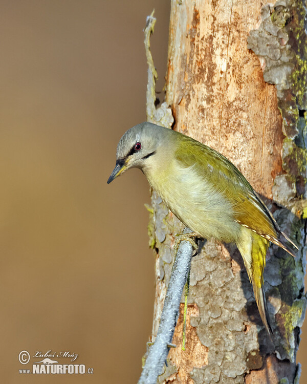 Žluna šedá (Picus canus)