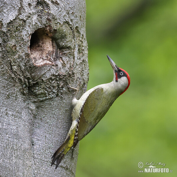 Žluna zelená (Picus viridis)