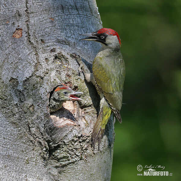 Žluna zelená (Picus viridis)