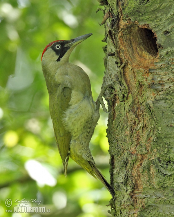 Žluna zelená (Picus viridis)