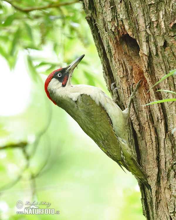 Žluna zelená (Picus viridis)