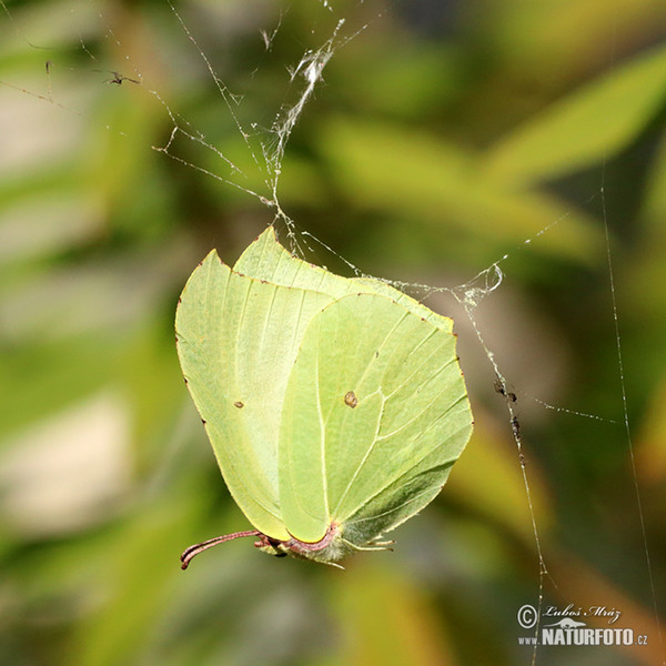 Žluťásek řešetlákový (Gonepteryx rhamni)