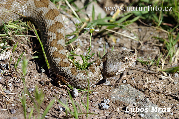 Zmije růžkatá (Vipera ammodytes)