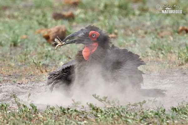 Zoborožec kaferský (Bucorvus leadbeateri)