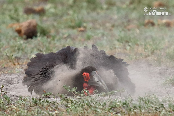 Zoborožec kaferský (Bucorvus leadbeateri)