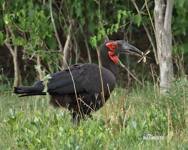 Zoborožec kaferský (Bucorvus leadbeateri)