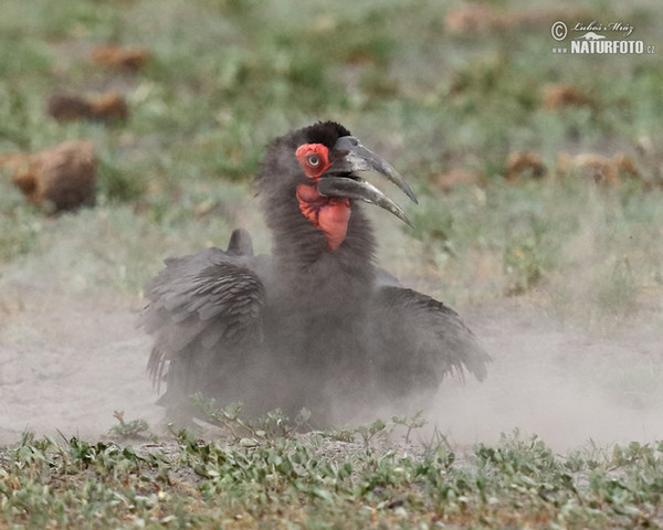 Zoborožec kaferský (Bucorvus leadbeateri)