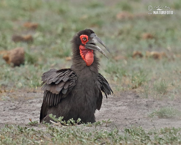 Zoborožec kaferský (Bucorvus leadbeateri)