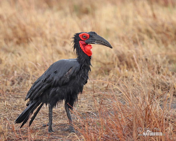 Zoborožec kaferský (Bucorvus leadbeateri)