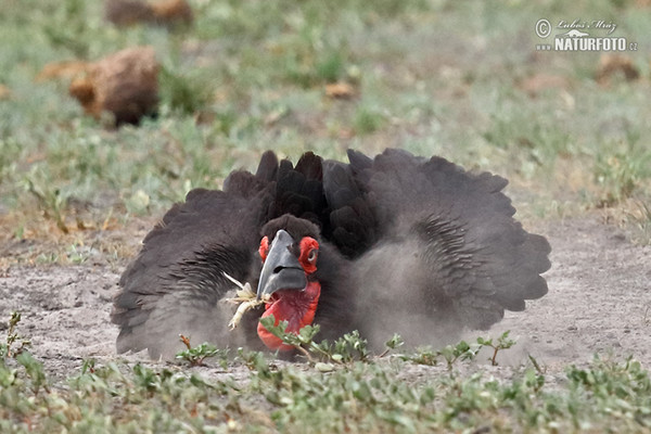 Zoborožec kaferský (Bucorvus leadbeateri)