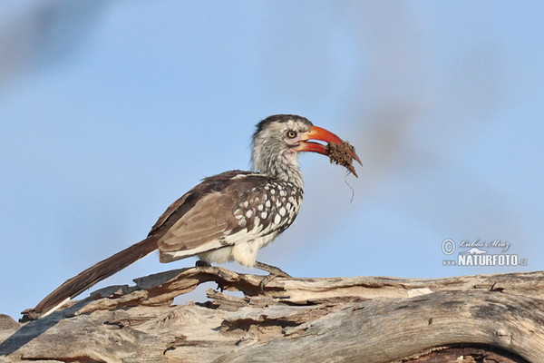 Zoborožec rudozobý (Tockus erythrorhynchus)