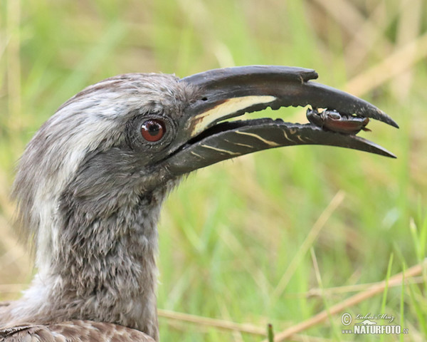 Zoborožec šedý (Tockus nasatus)