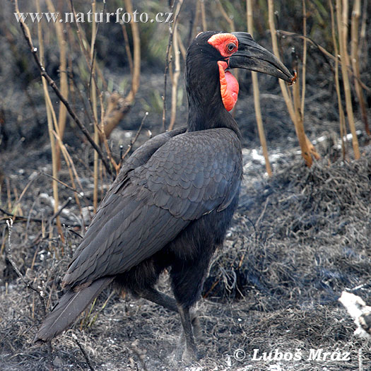 Zoborožka tmavá (Bucorvus leadbeateri)