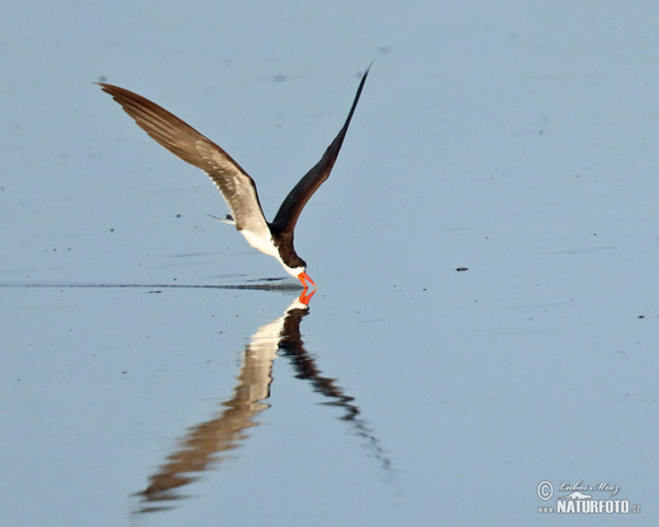 Zoboun africký (Rynchops flavirostris)