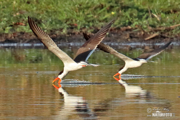 Zoboun africký (Rynchops flavirostris)