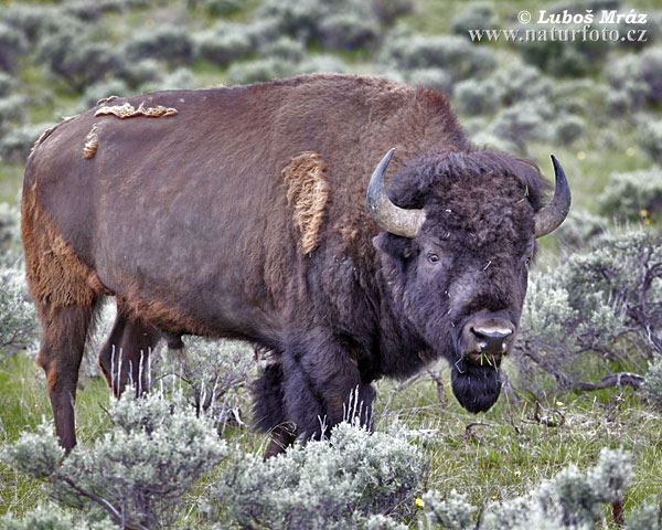 Zubor americký (Bison bison)