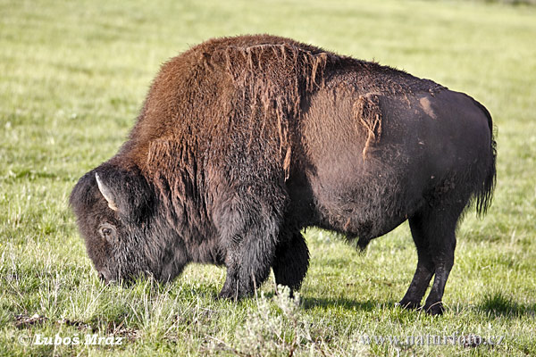 Zubor americký (Bison bison)