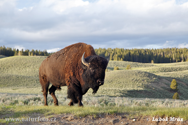 Zubor americký (Bison bison)