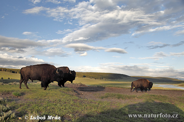 Zubor americký (Bison bison)