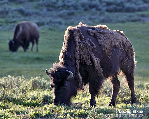 Zubor americký (Bison bison)