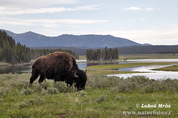 Zubor americký (Bison bison)