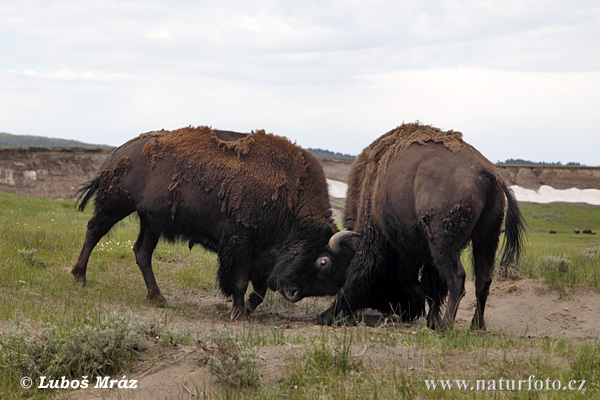 Zubor americký (Bison bison)