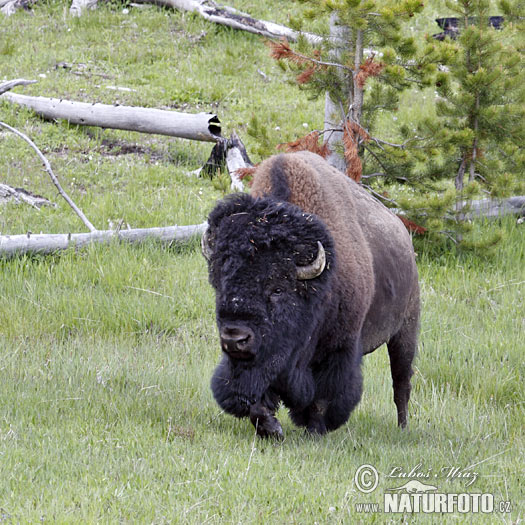 Zubor americký (Bison bison)