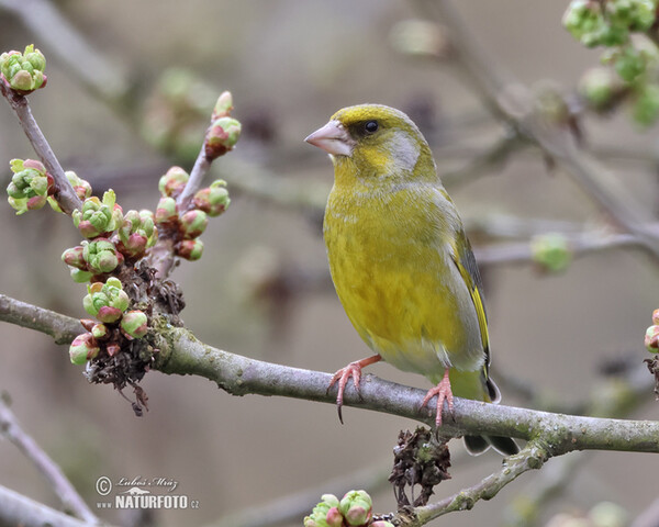 Zvonek zelený (Carduelis chloris)