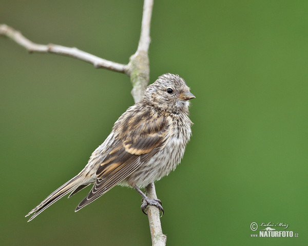 Zvonohlík zahradní, juv. (Serinus serinus)