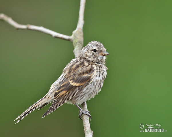 Zvonohlík zahradní, juv. (Serinus serinus)