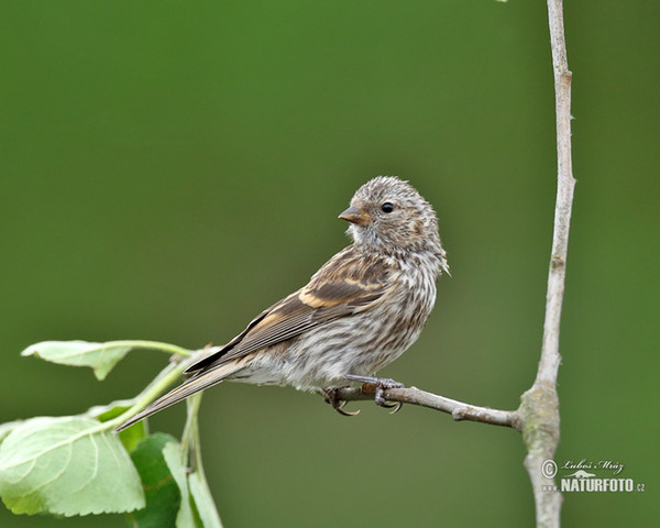 Zvonohlík zahradní, juv. (Serinus serinus)