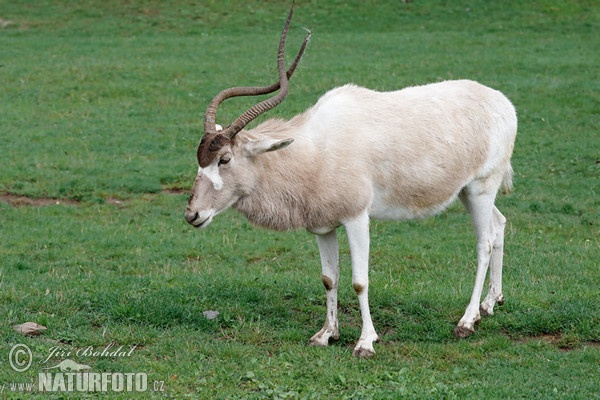 Adax (Addax nasomaculatus)