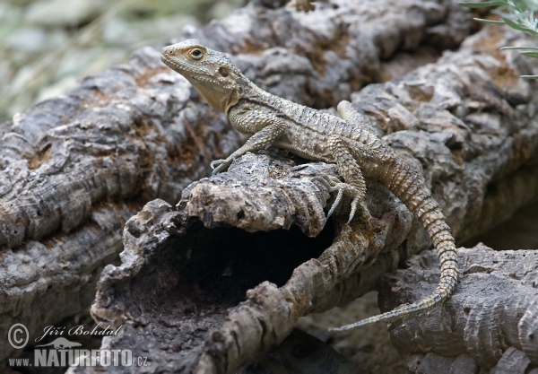 Agama Hardůn (Laudakia stellio)