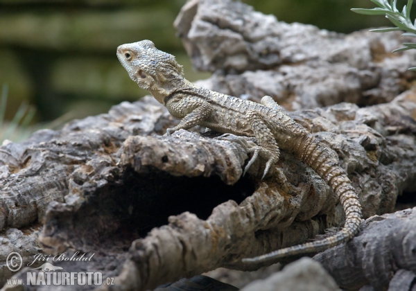 Agama Hardůn (Laudakia stellio)