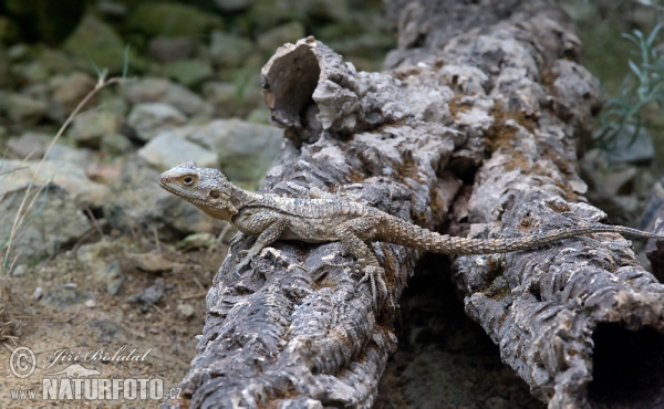 Agama Hardůn (Laudakia stellio)