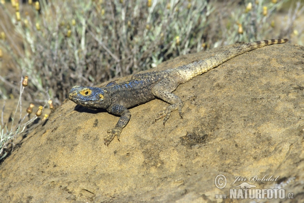 Agama hardun (Laudakia stellio)