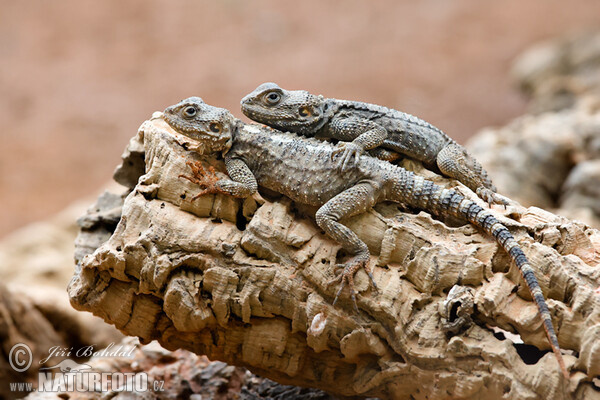 Agama Hardůn (Laudakia stellio)