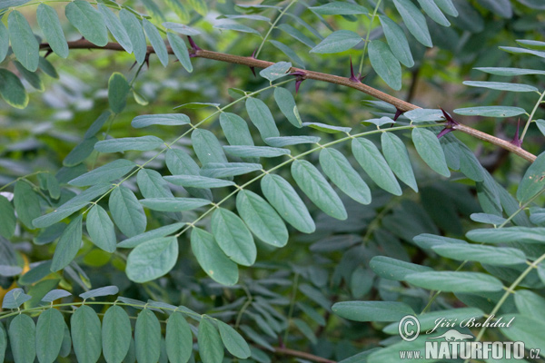 Agát biely (Robinia pseudoacacia)