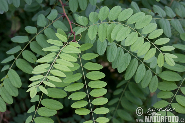 Agát biely (Robinia pseudoacacia)